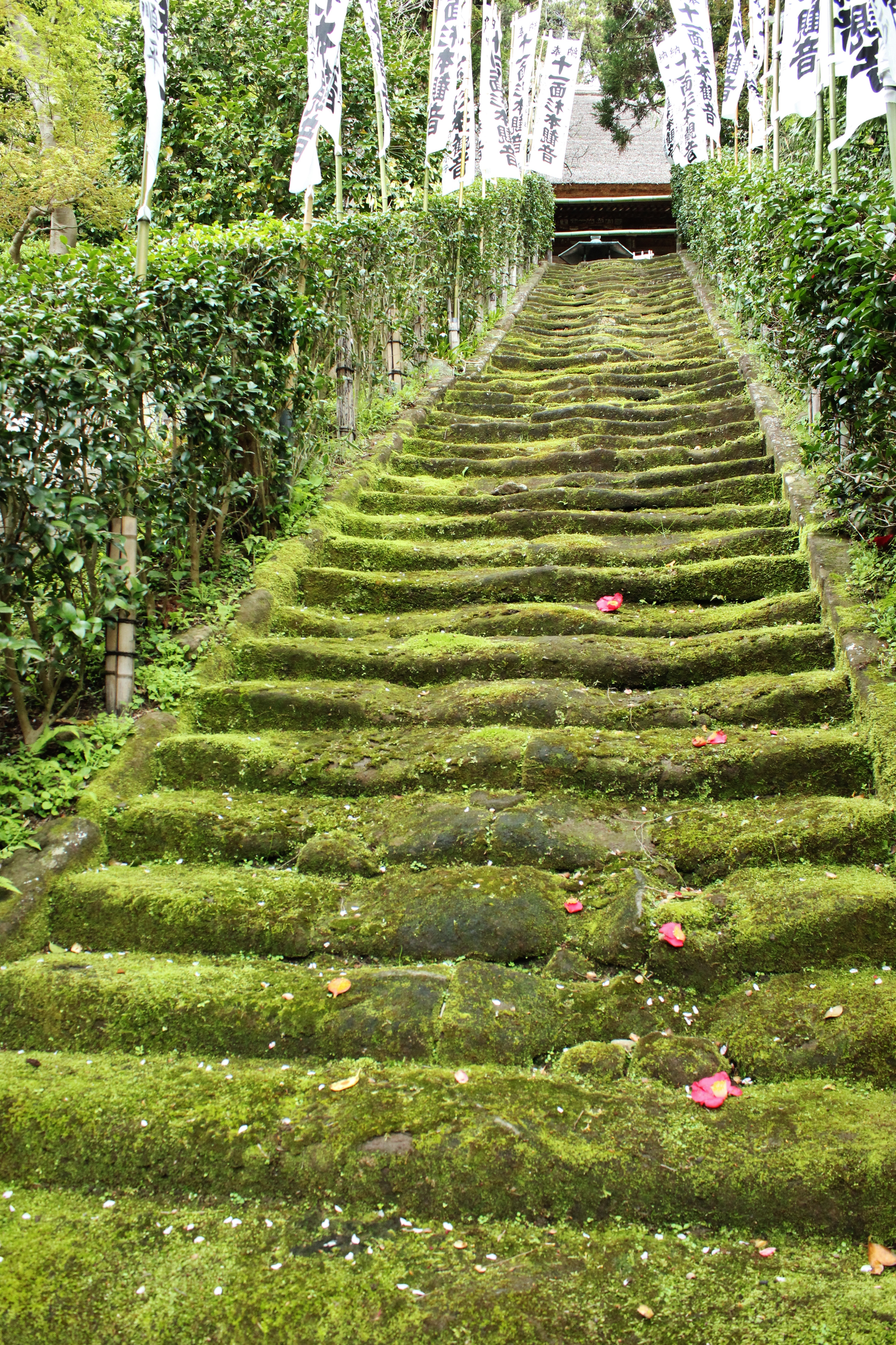 苔むし、すり減った石段は杉本寺が鎌倉最古の寺院であることを物語っている