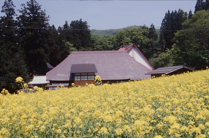 野沢菜発祥の健明寺。5月上旬には野沢菜の黄色い花に包まれる