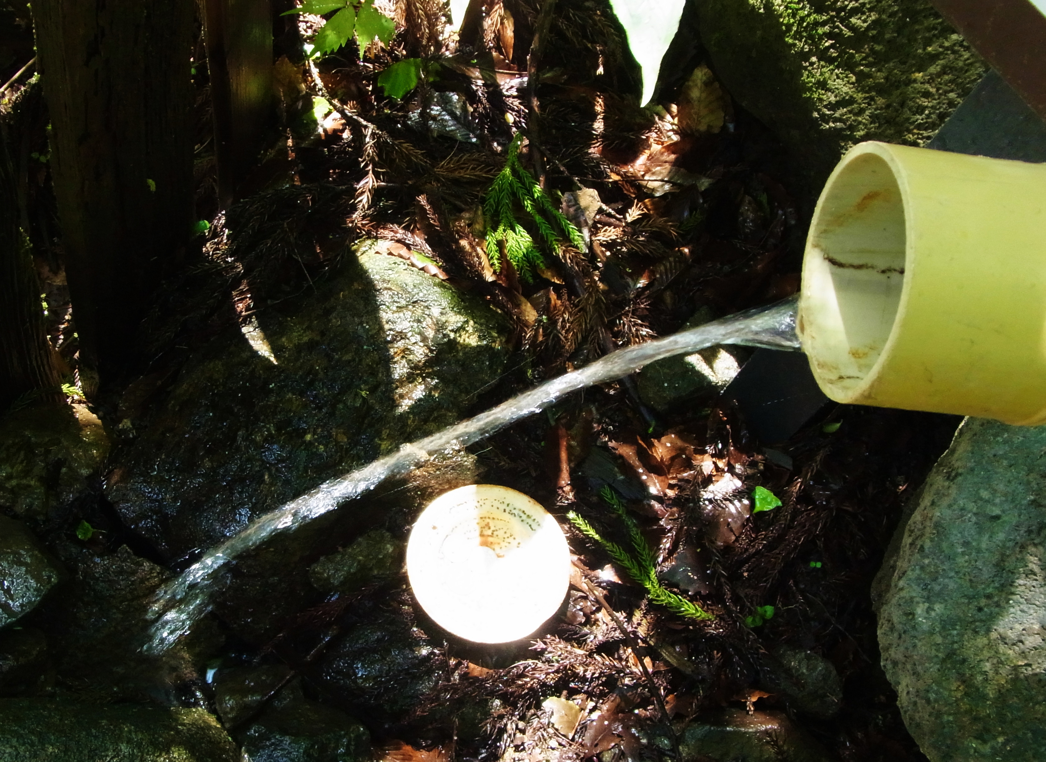 女体山の山頂近くには男女川の源流となる水が湧き出ている
