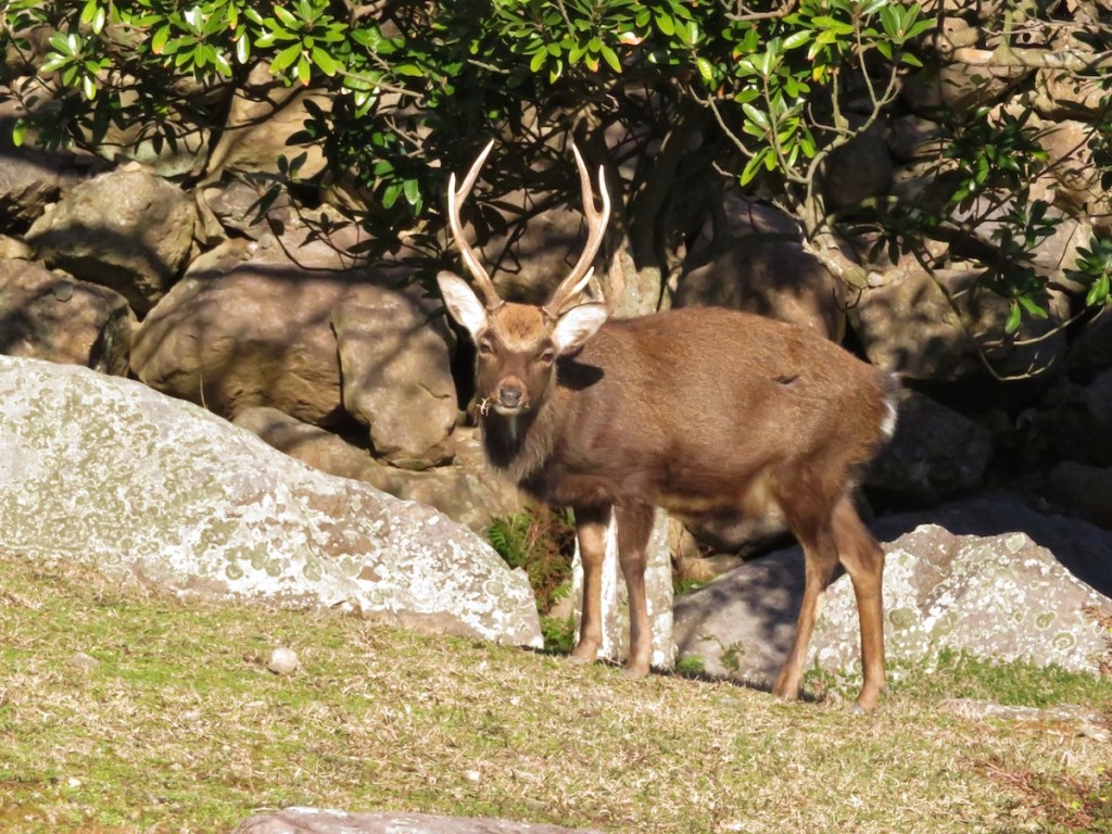 野崎島には現在、人が住んでいないため、あちこちで野生のシカを見る