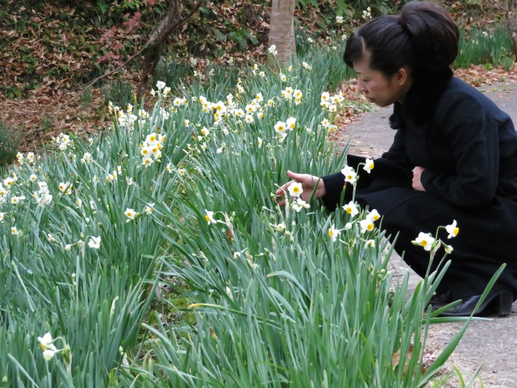 スイセンの花が咲きそろう佐久間ダム親水公園