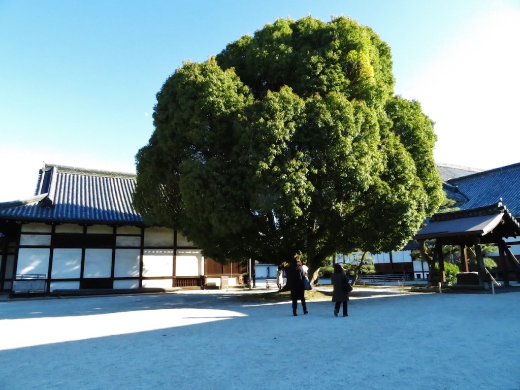 3月18日まで特別に公開されている二の丸御殿中庭。御殿の裏側にあたり簡素な造り