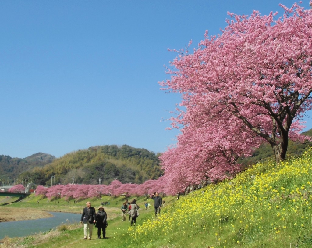 青野川に沿って桜と菜の花の競演が目を楽しませてくれる南伊豆町の「みなみの桜と菜の花まつり」