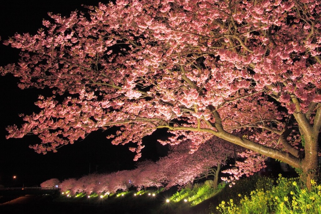 夕方6時から夜の9時まではライトアップされ、あでやかな花模様が闇の中に浮かび上がる