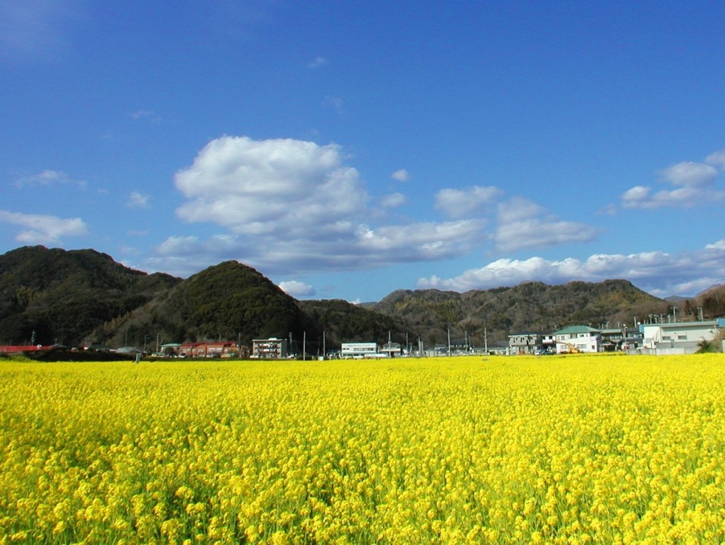 下賀茂温泉の入り口近くには“元気な百姓達の菜の花畑”があり、青空の下で、黄色い菜の花がいっせいに咲く