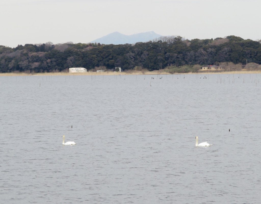 筑波山を遠くに見て広がる牛久沼