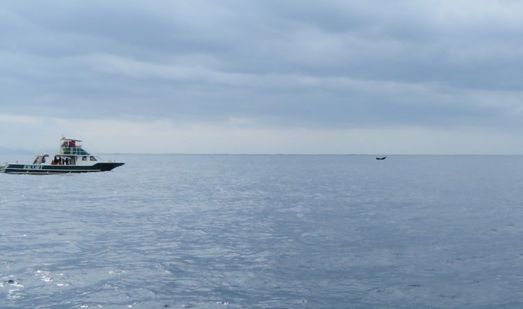 小笠原諸島周辺は5月上旬までザトウクジラが群れ、ホエールウオッチングが楽しめる。沖合に去っていく尾びれが海上に見られた