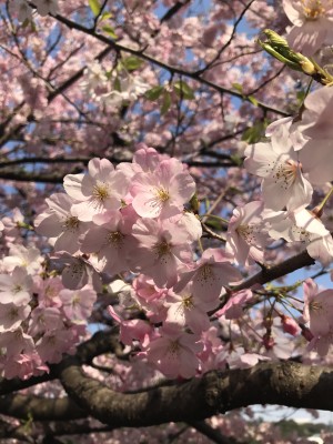 ジンダイアケボノ 花ごとにピンクのグラデーションが違います!きれい!!