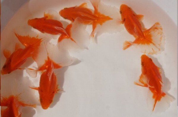 弥富の金魚