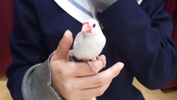 佐屋高校の生徒さんたちが飼育している文鳥