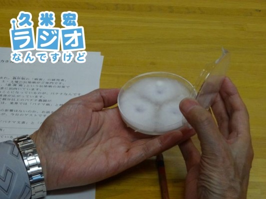 パナマ病の病原菌
