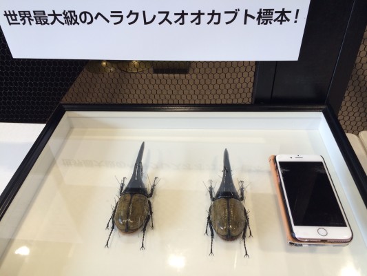 ▲iphone6より大きいヘラクレスオオカブト