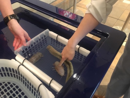 ▲タッチコーナーでオオグソクムシとナマコと