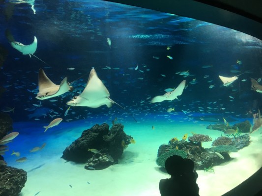 ▲サンシャイン水族館の髄一の大水槽「サンシャインラグーン」