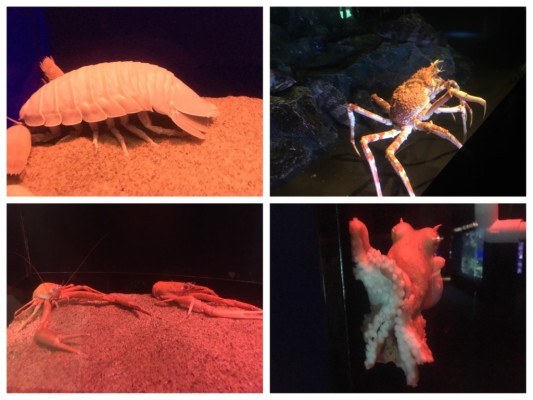 ▲ダイオウグソクムシ(左上)、オオコシオリエビ(左下)、タカアシガニ(右上)、ツチモチダコ(右下)