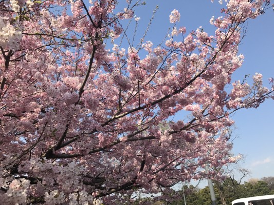 運命に翻弄される桜 ソメイヨシノ 代打は娘 ジンダイアケボノ