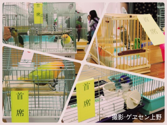▲「主席」の札がまぶしい各部門のナンバー1の小鳥たち。