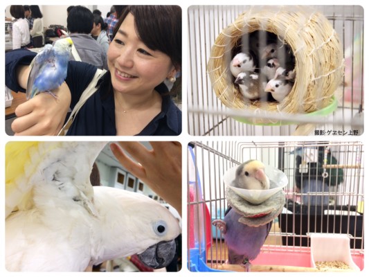 ▲必見はオウムの脇の下と、飼い主さん手作りの小鳥用エリカラ