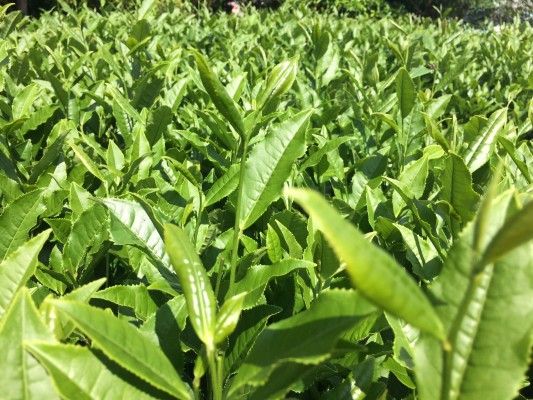 ▲この艶に日光が反射するため茶畑での作業は日焼けが大変