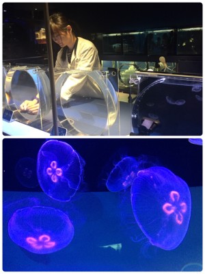 ▲産まれたばかりのクラゲ~順に成長過程がわかる展示。