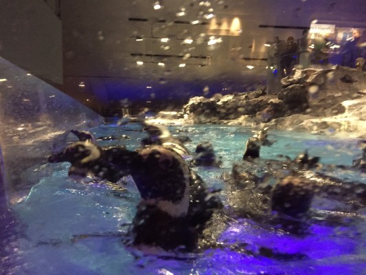 ▲すぐ目の前にペンギン!