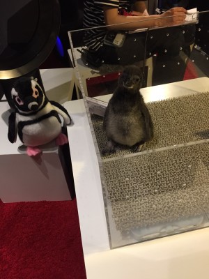 ▲生後1ヶ月ほどのペンギンの赤ちゃん(右ですよ)