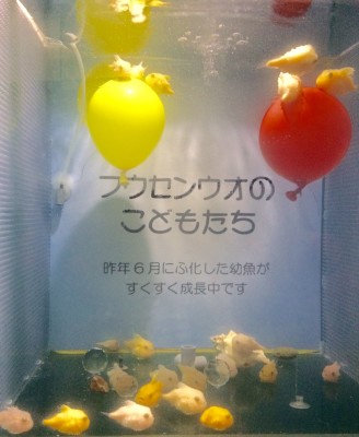 ▲置物のように、ちんまりして可愛いフウセンウオも