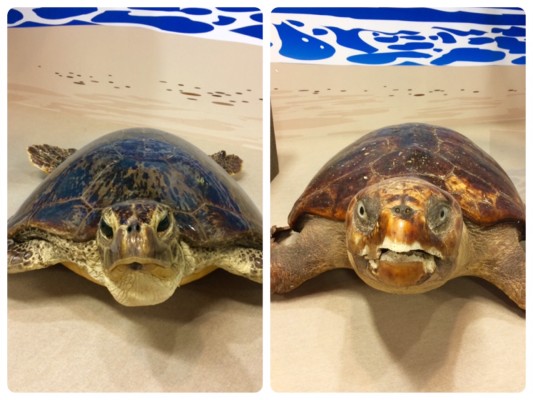 ▲黒目がちなのがアオウミガメ。顔が怖いのがアカウミガメ