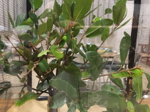 ▲野生の蚕「天蚕」。どこにいるか見つかりますか・・・?