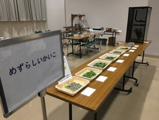 ▲8種類の蚕。表面にかかっているのは桑の葉。