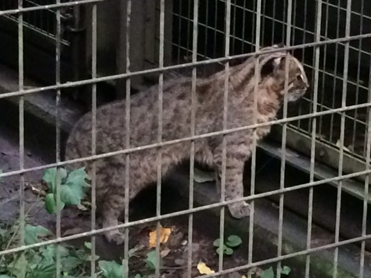 ▲ツシマヤマネコ。見つけられたらラッキー