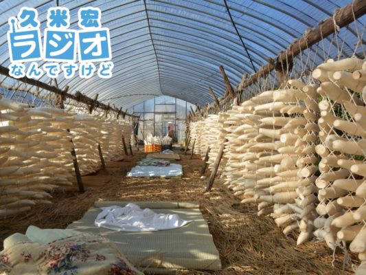 高倉大根