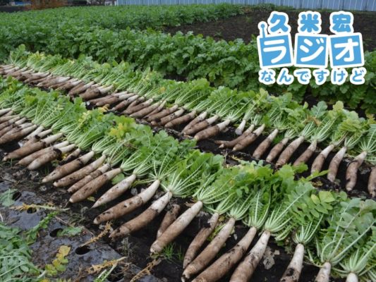 高倉大根