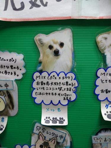 500円でできる 犬を飼えるかどうかの判断 500円でできる 犬を飼えるかどうかの判断