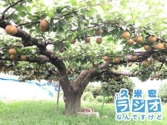 梨農園