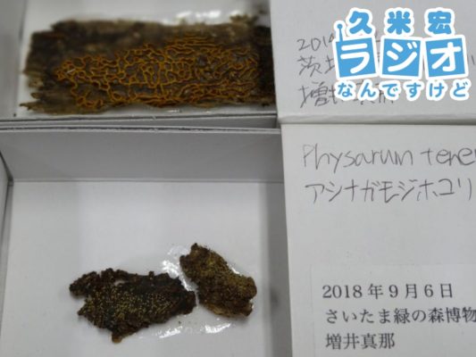 変形菌