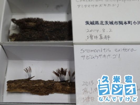 変形菌