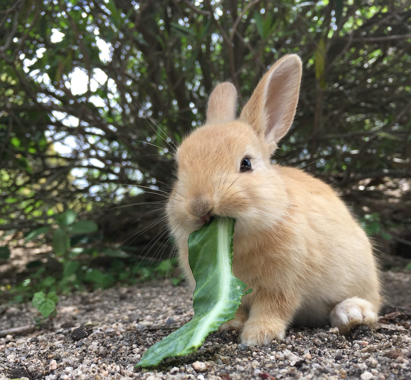 無料ダウンロード ウサギ可愛い