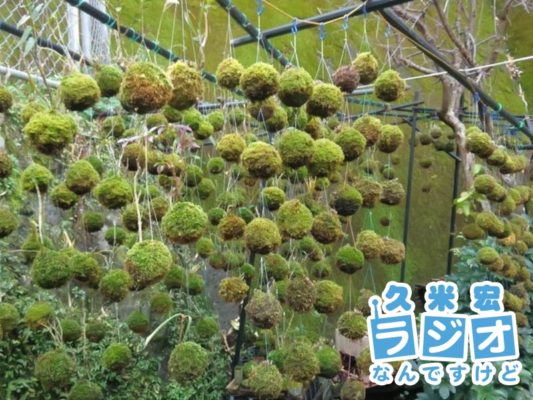 苔玉