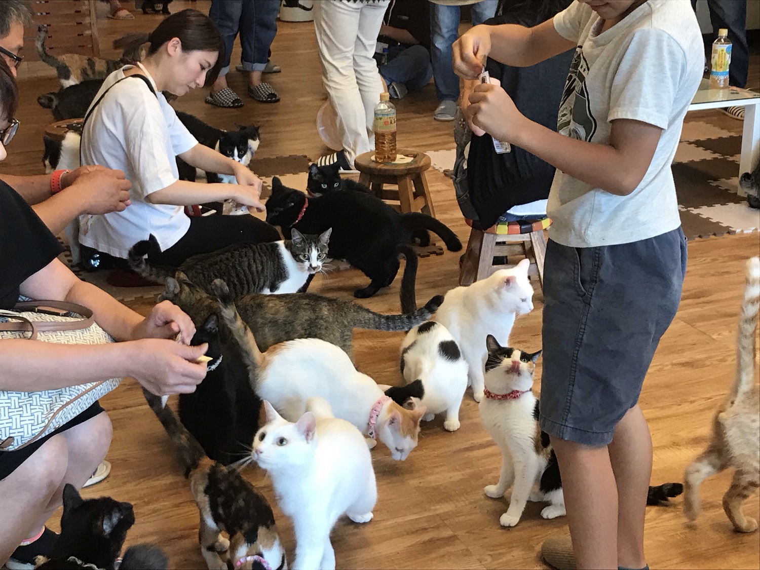 業界初 番組リスナーは猫 という猫のためのラジオ番組を放送 猫ちゃんの反応は 無料のアプリでラジオを聴こう Radiko News ラジコニュース