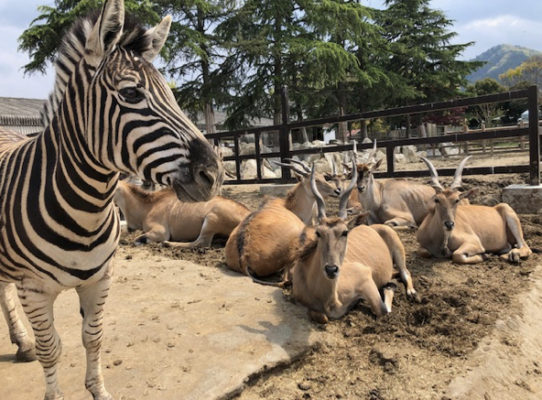 サファリパーク 群馬