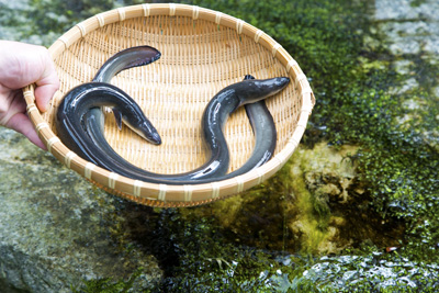 若狭湾の日 形はユニークだけどおいしい 若狭の絶品うなぎ