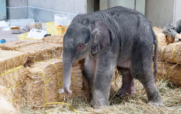 上野動物園でゾウの赤ちゃん誕生 これからの動物園へ 大きな一歩