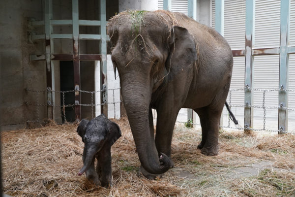 上野動物園でゾウの赤ちゃん誕生 これからの動物園へ 大きな一歩